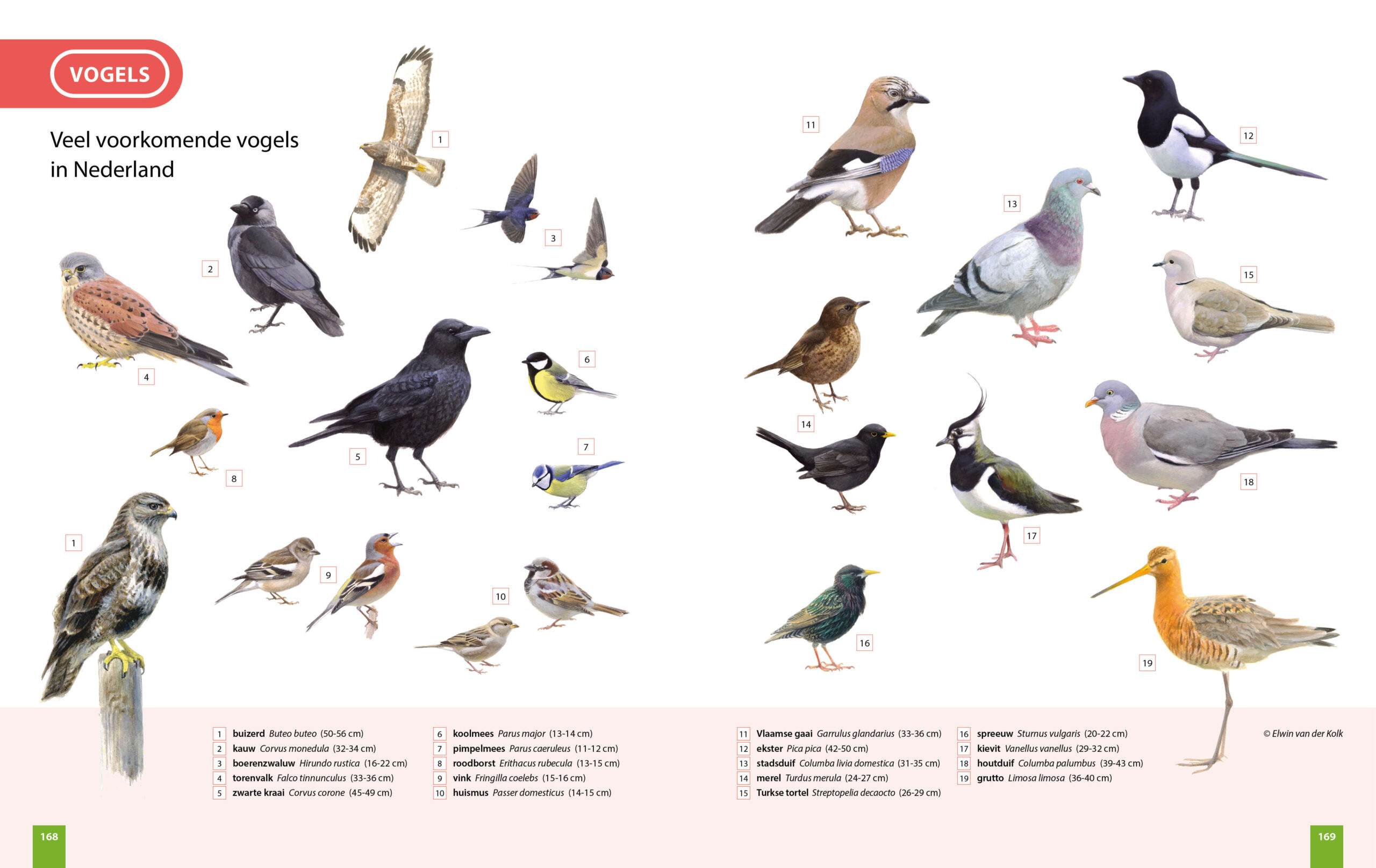 Veel voorkomende vogels